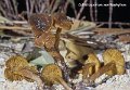 Callistosporium luteo-olivaceum-amf460